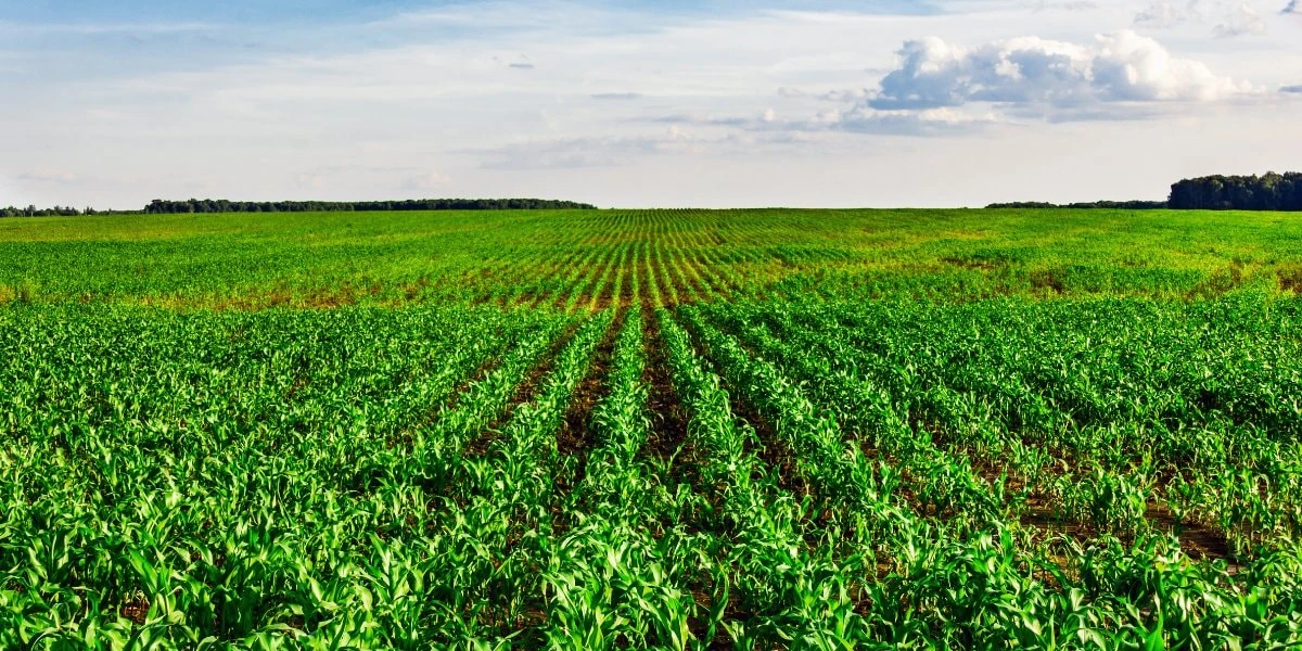 disease control measures same crop